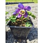 Japán harangláb	(Aquilegia flabellata)