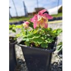 Japán harangláb	(Aquilegia flabellata)