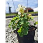 Japán harangláb	(Aquilegia flabellata)
