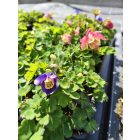 Japán harangláb	(Aquilegia flabellata)