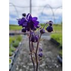 Közönséges harangláb 'Blue Barlow' (Aquilegia vulgaris)