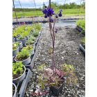 Közönséges harangláb 'Blue Barlow' (Aquilegia vulgaris)