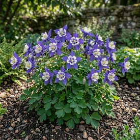   Közönséges harangláb 'Winky Blue & White' (Aquilegia vulgaris)