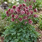 Közönséges harangláb 'Winky Double Red&White' (Aquilegia vulgaris)