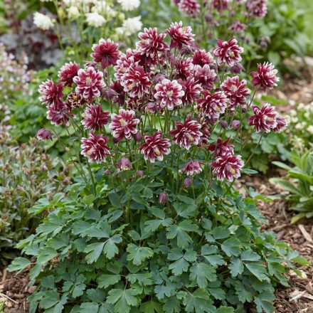 Közönséges harangláb 'Winky Double Red&White' (Aquilegia vulgaris)
