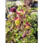 Közönséges harangláb 'Winky Double Red&White' (Aquilegia vulgaris)