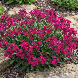   Rózsás ikravirág ’Barranca Deep Rose’ (Arabis blepharophylla)