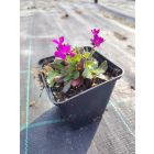 Rózsás ikravirág ’Barranca Deep Rose’ (Arabis blepharophylla)