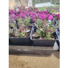 Rózsás ikravirág ’Barranca Deep Rose’ (Arabis blepharophylla)