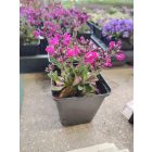 Rózsás ikravirág ’Barranca Deep Rose’ (Arabis blepharophylla)