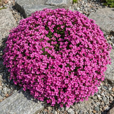 Kaukázusi ikravirág 'Aubris Deep Rose' (Arabis caucasica)