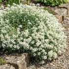 Kaukázusi ikravirág 'Aubris White' (Arabis caucasica)