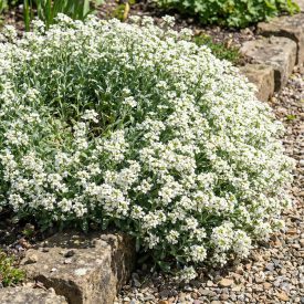  Kaukázusi ikravirág 'Aubris White' (Arabis caucasica)