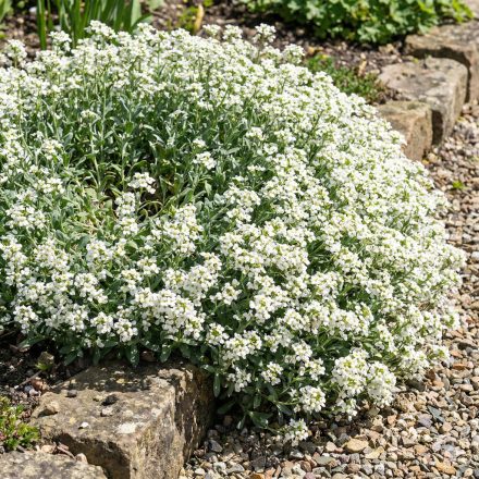 Kaukázusi ikravirág 'Aubris White' (Arabis caucasica)