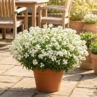 Kaukázusi ikravirág 'Aubris White' (Arabis caucasica)