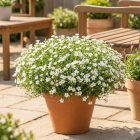 Hegyi homokhúr 'Ronda White' (Arenaria montana)