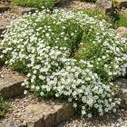 Hegyi homokhúr 'Ronda White' (Arenaria montana)