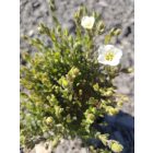 Hegyi homokhúr 'Ronda White' (Arenaria montana)