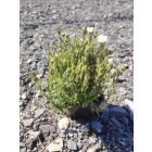 Hegyi homokhúr 'Ronda White' (Arenaria montana)