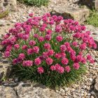 Tengerparti pázsitszegfű 'Abbey Deep Rose' (Armeria maritima)