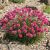 Tengerparti pázsitszegfű 'Abbey Deep Rose' (Armeria maritima)