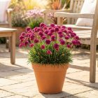Tengerparti pázsitszegfű 'Abbey Deep Rose' (Armeria maritima)
