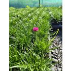 Tengerparti pázsitszegfű 'Abbey Deep Rose' (Armeria maritima)