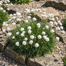   Tengerparti pázsitszegfű 'Abbey White' (Armeria maritima)