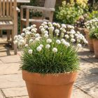 Tengerparti pázsitszegfű 'Abbey White' (Armeria maritima)