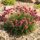 Tengerparti pázsitszegfű 'Splendens' (Armeria maritima)