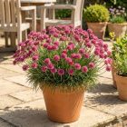 Tengerparti pázsitszegfű 'Splendens' (Armeria maritima)