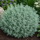 Japán üröm ‘Silver Mound’ (Artemisia schmidtiana)