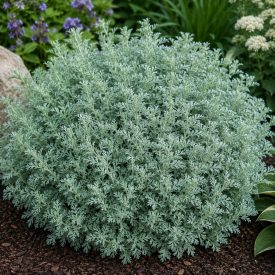Japán üröm ‘Silver Mound’ (Artemisia schmidtiana)