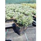Japán üröm ‘Silver Mound’ (Artemisia schmidtiana)