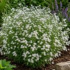 Őszirózsa 'Ashvi' (Aster ageratoides)