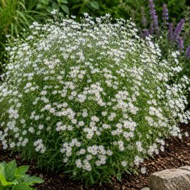Őszirózsa 'Ashvi' (Aster ageratoides)