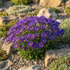 Havasi őszirózsa 'Dunkle Schöne' (Aster alpinus)