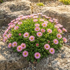 Havasi őszirózsa 'Happy End' (Aster alpinus)