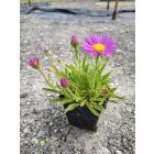 Havasi őszirózsa 'Happy End' (Aster alpinus)
