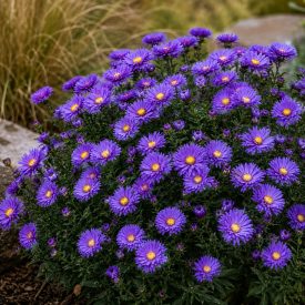 Törpe őszirózsa ‘Alpha Dark Purple’ (Aster dumosus)