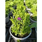 Törpe őszirózsa ‘Alpha Dark Purple’ (Aster dumosus)
