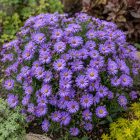 Törpe őszirózsa 'Professor Anton Kippenberg' (Aster dumosus)