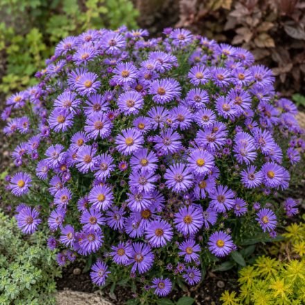 Törpe őszirózsa 'Professor Anton Kippenberg' (Aster dumosus)