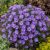 Törpe őszirózsa 'Professor Anton Kippenberg' (Aster dumosus)