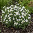 Törpe őszirózsa ‘Schneekissen’ (Aster dumosus)