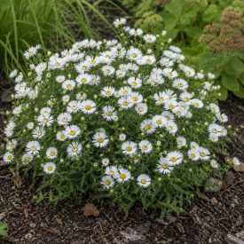 Törpe őszirózsa ‘Schneekissen’ (Aster dumosus)