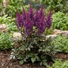 Kerti Tollbuga ‘Black Pearls’ (Astilbe)