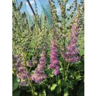 Kerti Tollbuga ‘Black Pearls’ (Astilbe)
