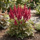 Kerti tollbuga ‘Fanal’ (Astilbe x arendsii)