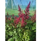Kerti tollbuga ‘Fanal’ (Astilbe x arendsii)